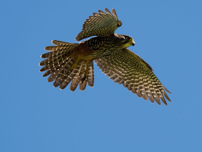 Threatened kārearea falcon crowned New Zealand’s 2025 Bird of the Year