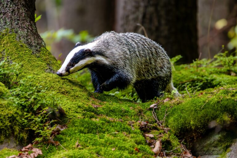 Labour could end badger cull with Covid-style testing and vaccines, report finds