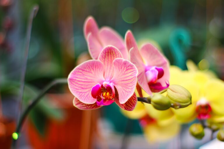 Plantwatch: The Extraordinary Orchid That Lives and Flowers Underground